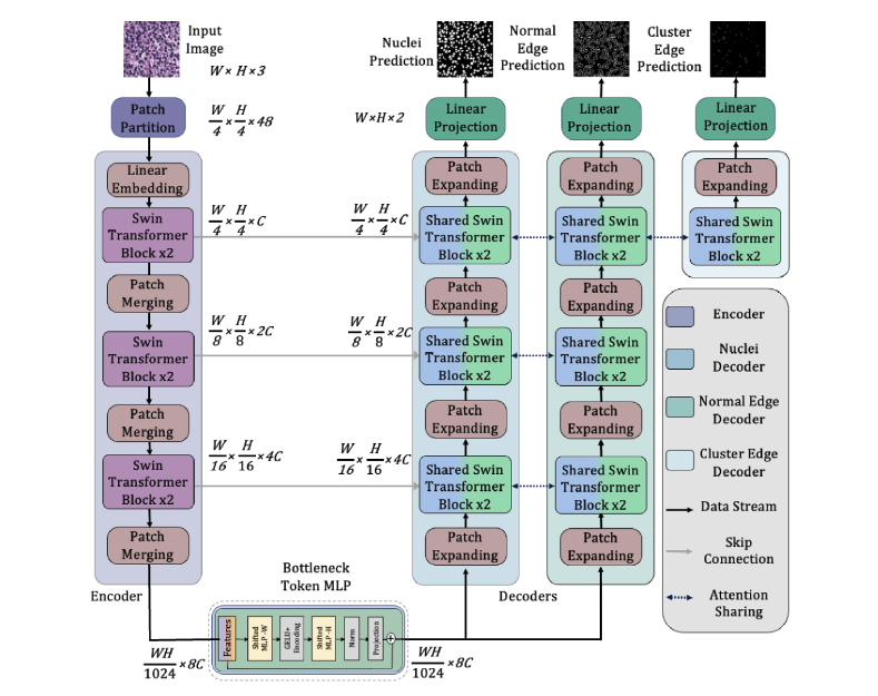 TransNuSeg Model Architecture